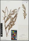 Foto von Salix alba L.